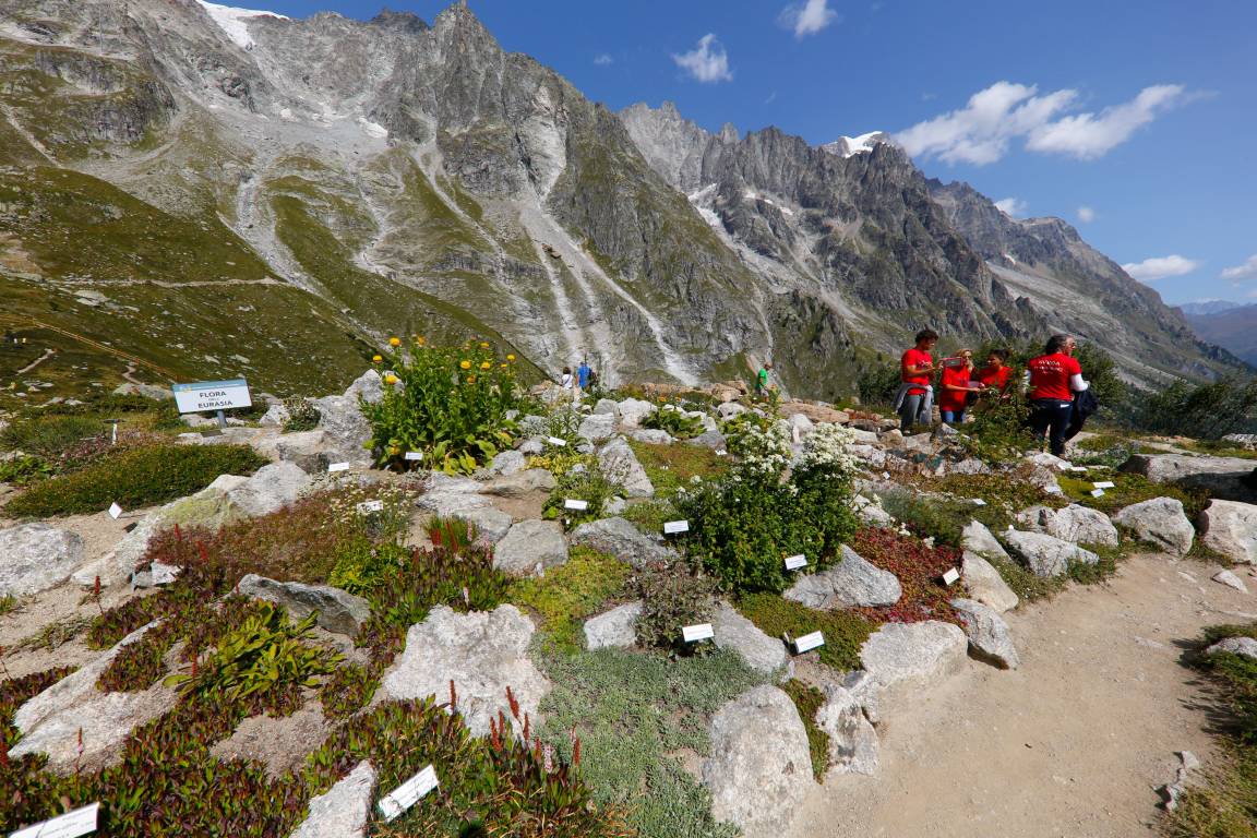 valle d'aosta-jardin alpin saussurea courmayeur italia  (credits enrico romanzi)-0588